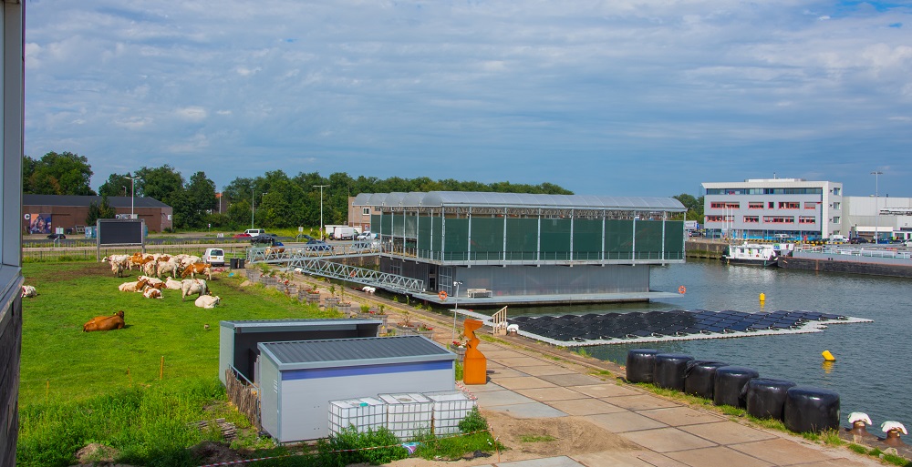 Floating farm: koeien op het water in Rotterdamse haven