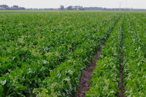 NOODZAAK HERSTEL BODEMBALANS DOOR ONZORGVULDIG MANAGEMENT