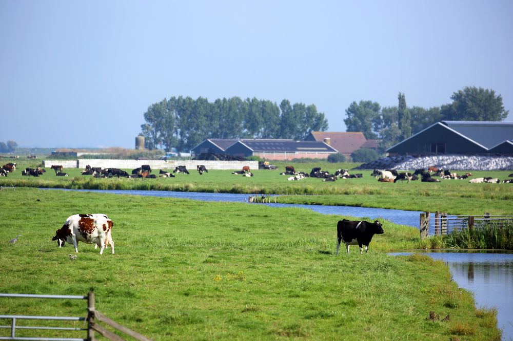 Slechts 20 Nederlandse boeren laten zich uitkopen