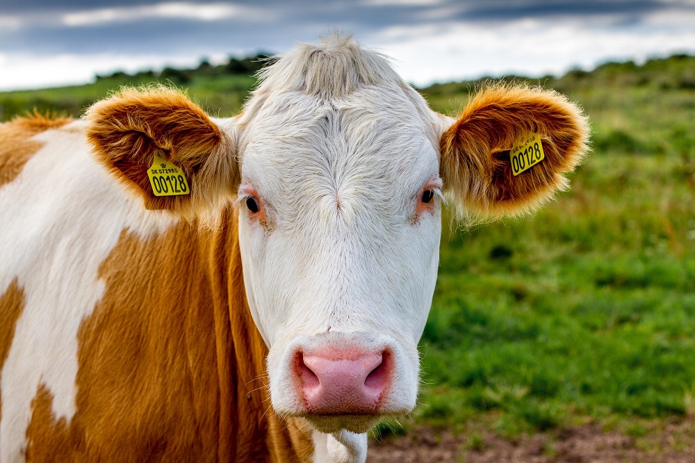 Eerste aanmeldingen voor Dutch Dairy Challenge binnen