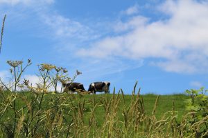 De Weideman: een lofzang op gras