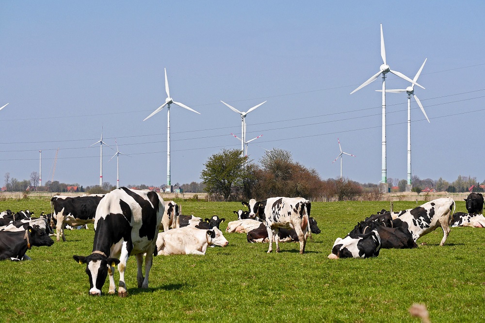 Broeikasgasuitstoot per kilogram Nederlandse boerderijmelk met 35 procent verminderd