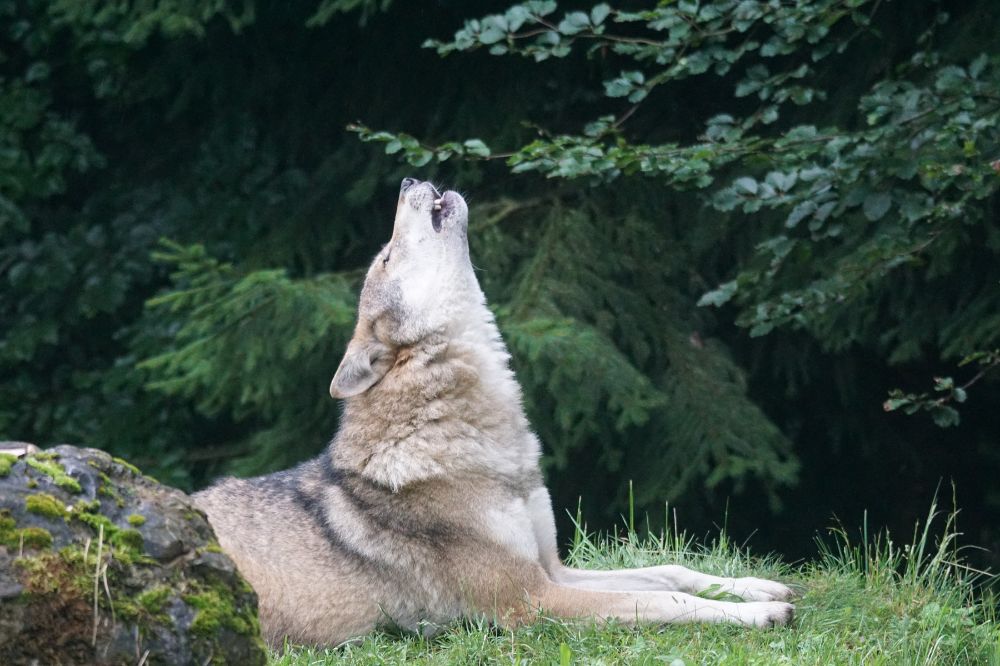 Ondanks vele wolvenaanvallen, slechts een derde van subsidies maatregelen gebruikt