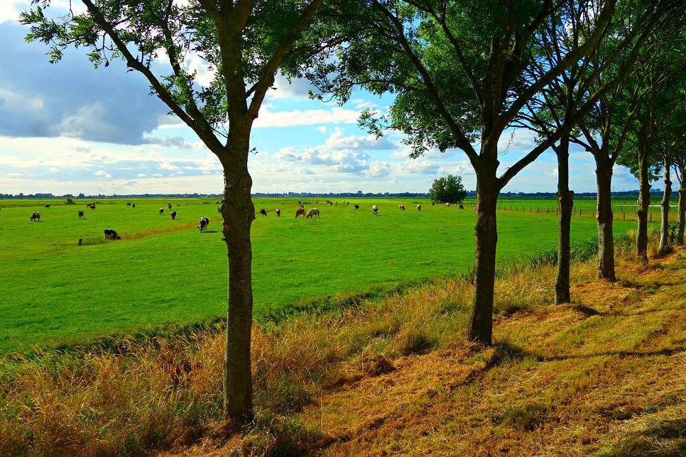 Over de heg kijken bij ‘Boeren met bomen’