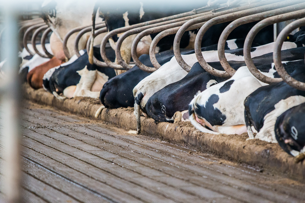 California farmers leave due to drought