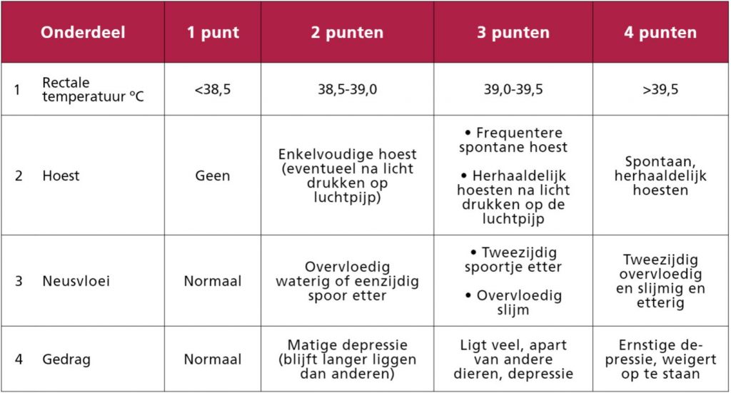 Longontsteking bij kalveren vaak onderschat | Luchtwegproblemen 