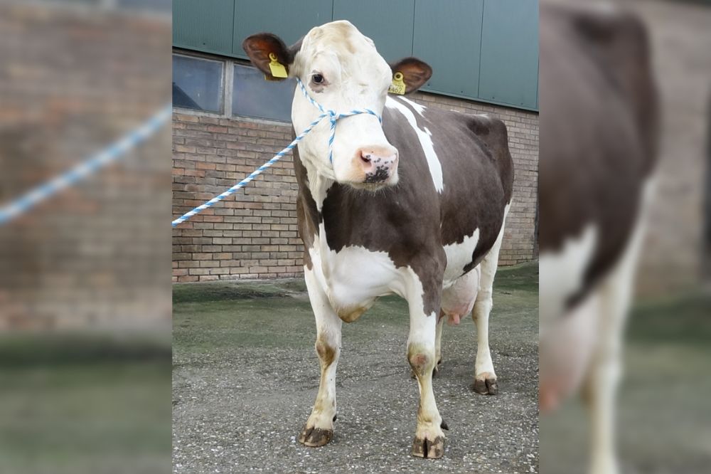 Eerste hoornloze honderdtonner in Nederland