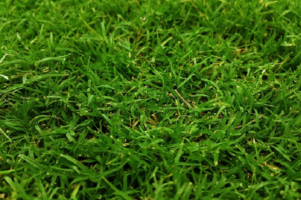 Zesduizend kilo gras in zes dagen: Vert Agritech wil verticaal voedergewassen telen