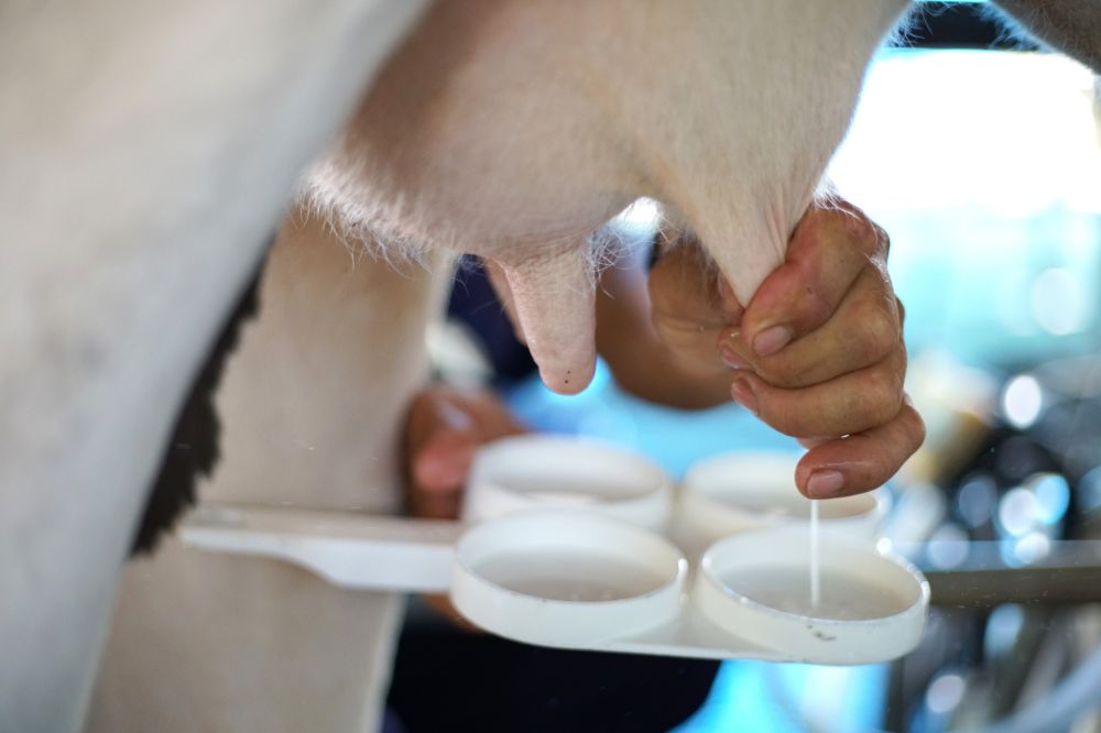 Het celgetal is in 2022 gestegen, vooral als gevolg van de nieuwe referentiematerialen die Qlip toepast om het celgetal in melk te bepalen. Het melkureumgehalte daalt naar de laagste waarde ooit.