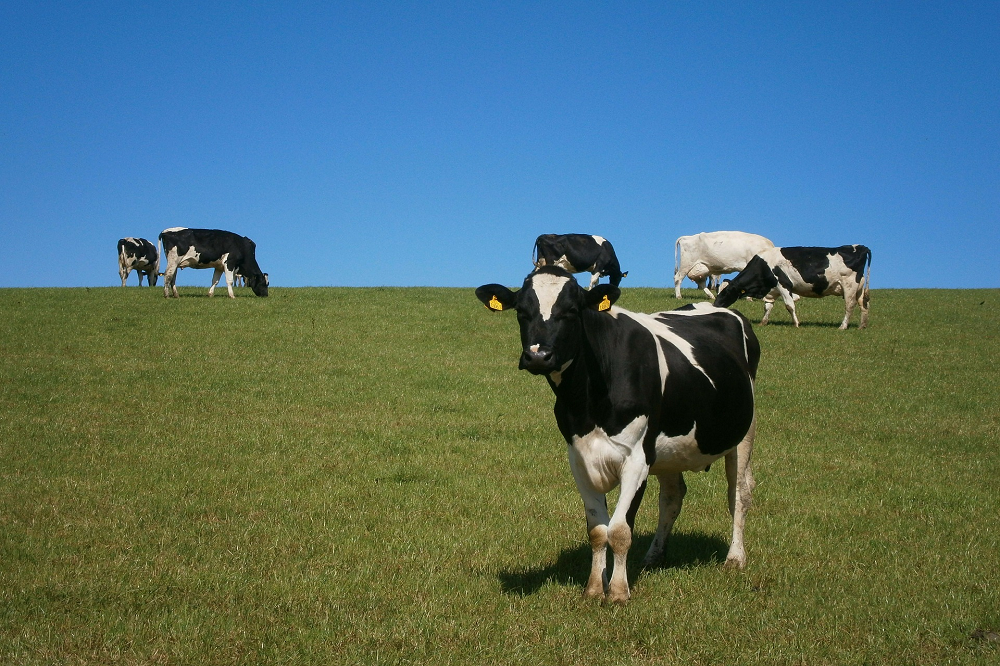 Vergunningen mogelijk op losse schroeven na besluit Brabant - Melkveepartijen komen met eisen voor fundament landbouwakkoord
