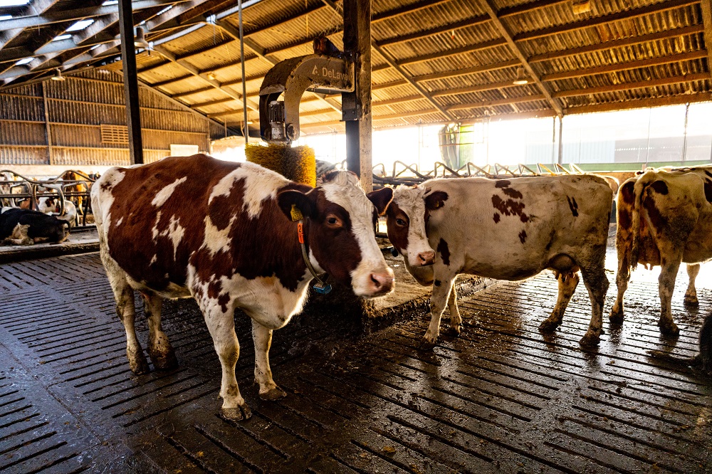 De veestapel op de Beekhoeve bestaat uit tachtig dubbeldoel melkkoeien en bijbehorend jongvee.