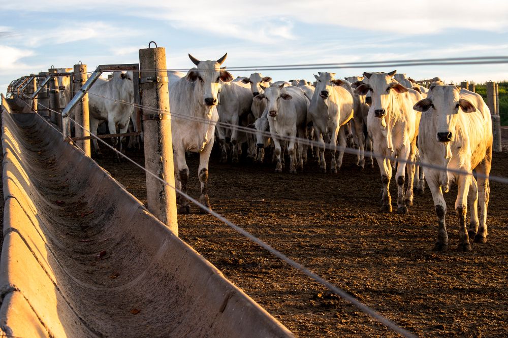 Lang houdbare melk is impuls voor markt van verse melk in Brazilië