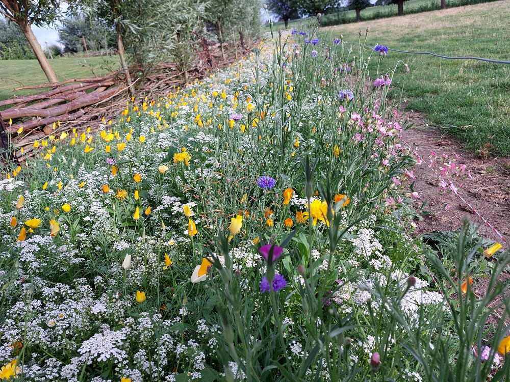 Extra geld voor natuurinclusieve landbouw