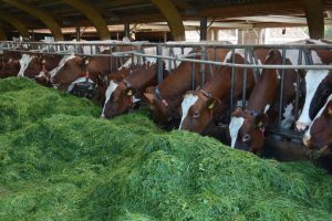 Resultaat beweidingsonderzoek: methaanemissie verlagen kan ook met vers gras