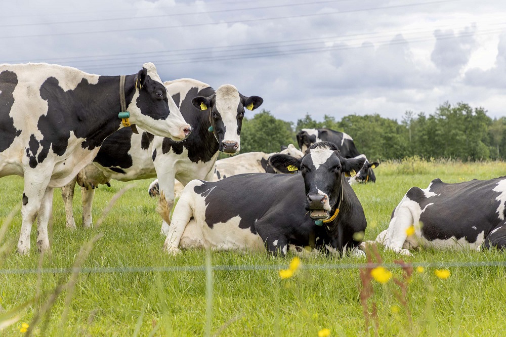 Ernstige E.coli mastitis in de zomer voorkomen: kan dat?