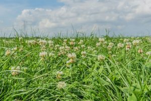 Melkveebedrijf - De Heus - Kijk Op Gras gaat weer van start