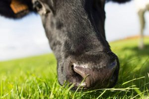 Melkveebedrijf - De Heus - Tips voor een geslaagde start van het weideseizoen