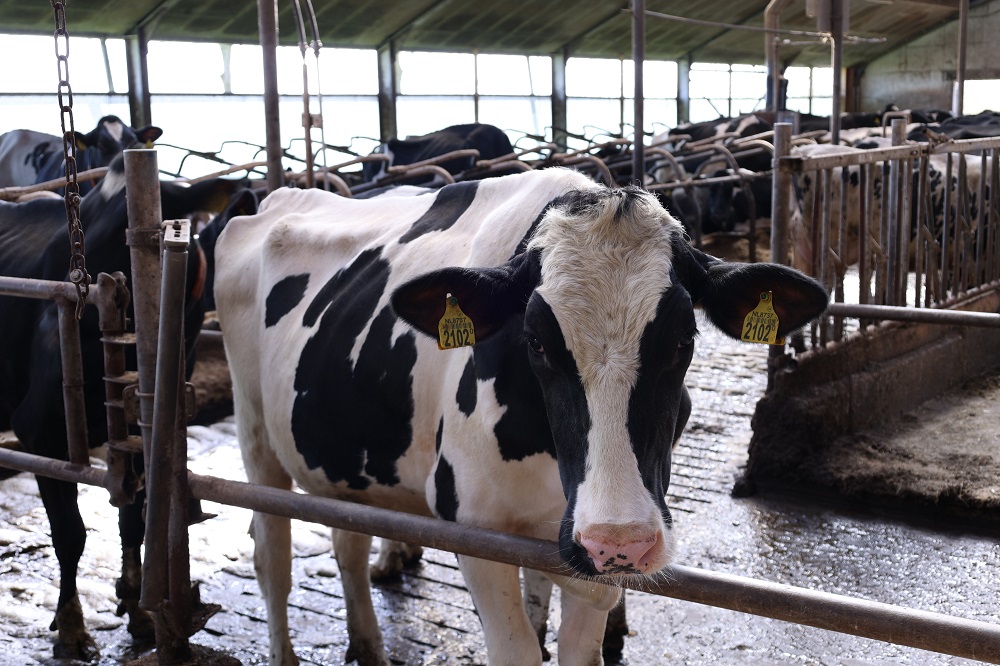 Melkveebedrijf & AHV - Goede transitie basis voor succesvolle lactatie Wij streven naar vijf minuten-koeien