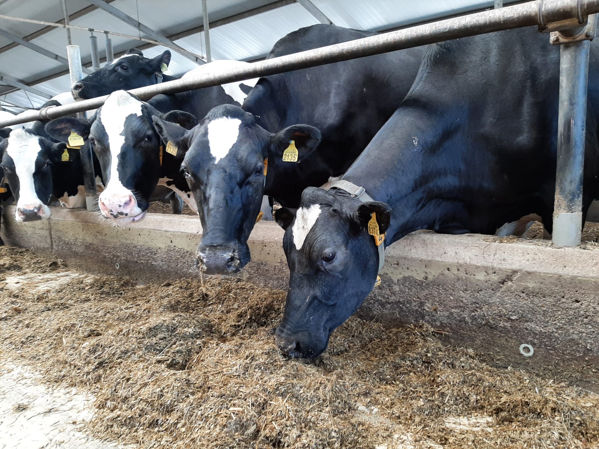 NVWA-controles op droogzetters voor melkvee
