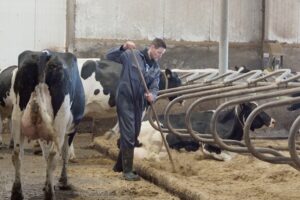 Gemiddeld 28 procent daling in celgetal bij overstap op strooisel met kalk