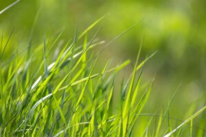 Wat is het effect van compost op grasgroei? Demobedrijf test 5 soorten