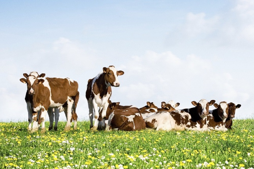 Dit is de meerwaarde van kruidenrijk grasland