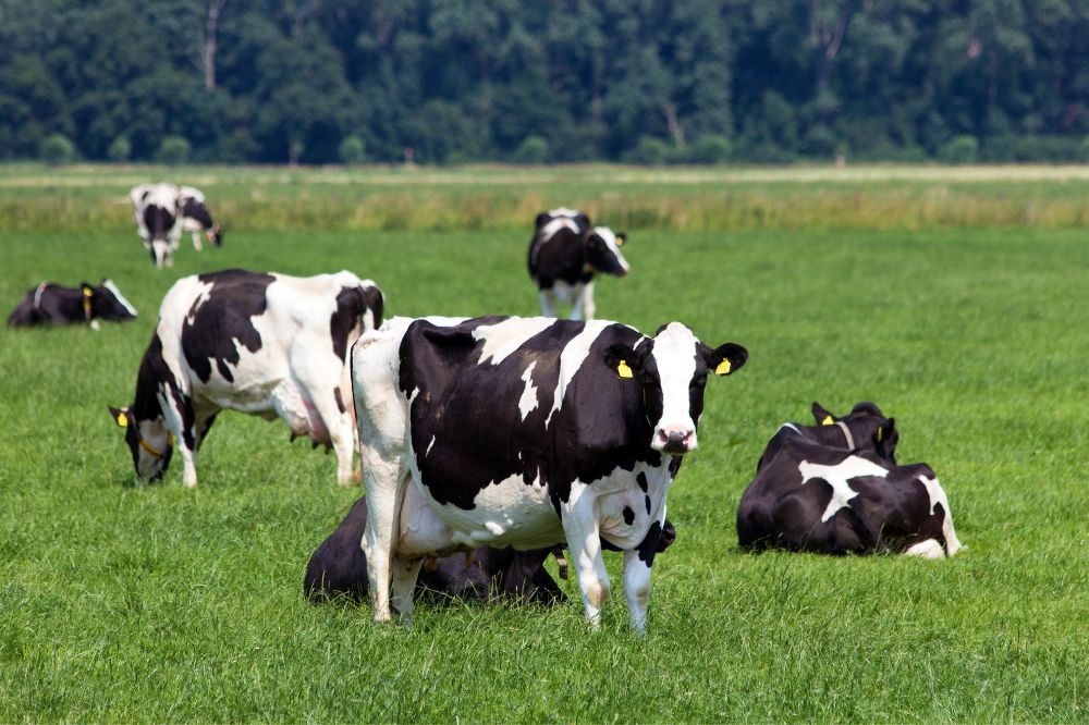 Melkveebedrijf - Recordhoeveelheid melk in 2022 in Vlaanderen