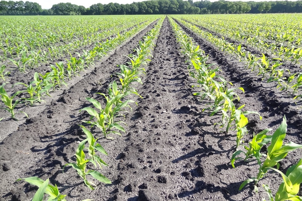 “BlueN kan dienen als milieuvriendelijke aanvulling om stikstofgat op te vullen in maïs”