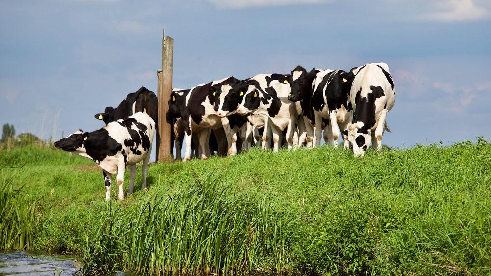 'Out of de eenlingbox denken' wint Dutch Dairy Challenge