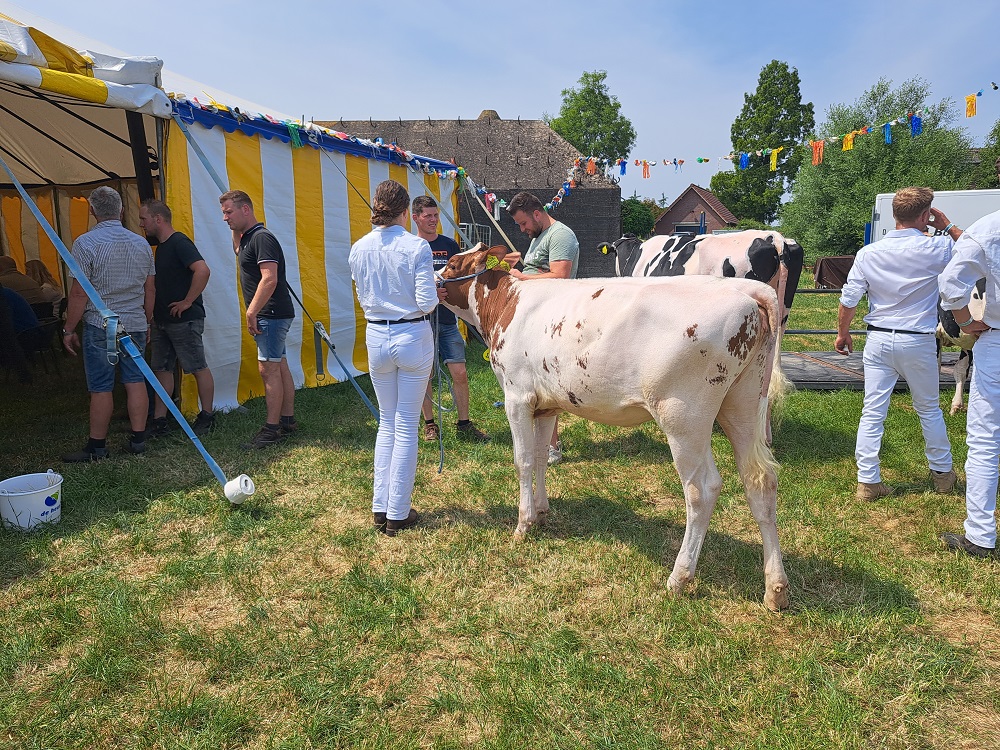 Na wat laatste handelingen door de cowfitters staat de negen maanden oude Roxinne 14 klaar om de tent in te gaan. Zij zal daar voor 1.500 euro van eigenaar verwisselen. 