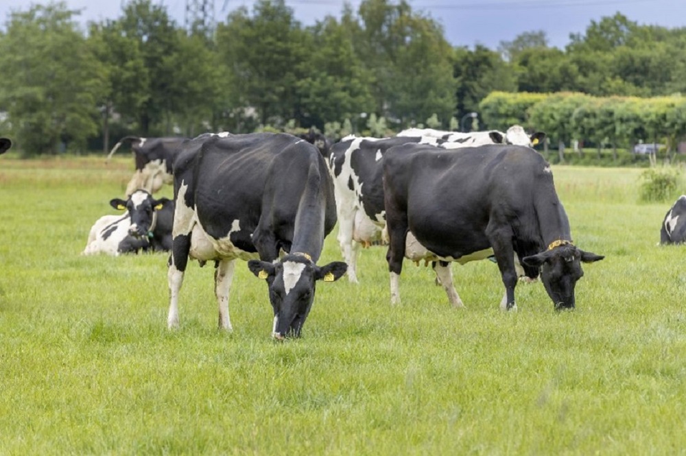 Tips en tricks om koeien op een veilige manier droog te zetten