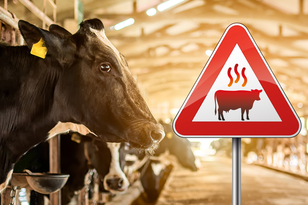 Hittestress: stress voor de melkveehouderijsector