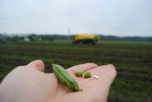 Demonstratie veldbonen