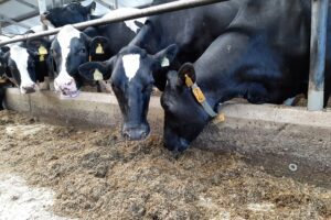 Wat betekent het einde van emissiearme vloeren voor de melkveehouder?