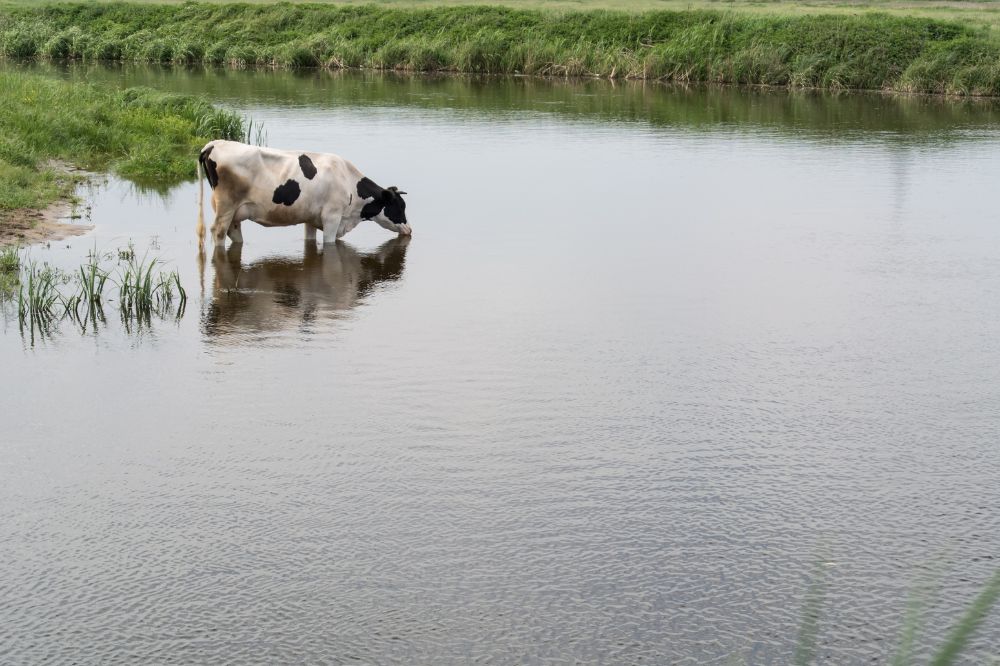 Effectieve maatregelen tegen hittestress bij koeien