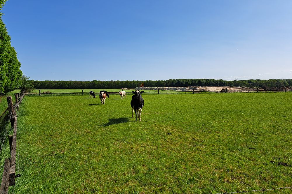 Melkveebedrijf x AHV - Lang geleden dat ik antibiotica heb ingezet tijdens de lactatie