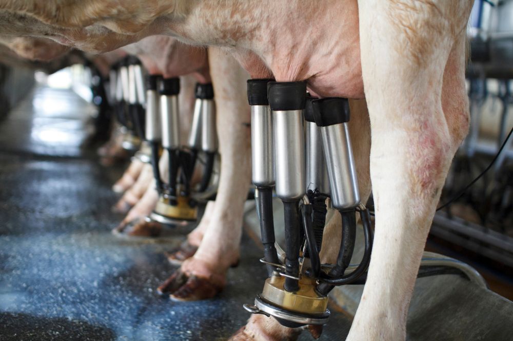 Slepende melkziekte voorkomen: het begint met de droogstand