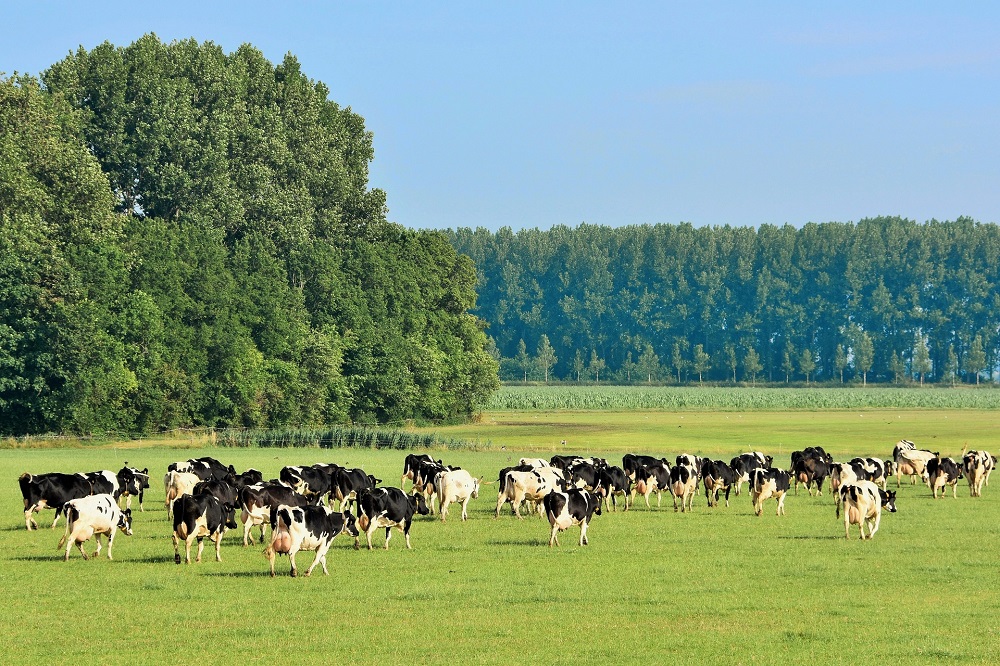 Saldo melkveehouderij in mei gedaald als gevolg van lagere melkprijs