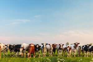 Zuivel in Cijfers 2022: recordmelkprijzen, minder melk verwerkt