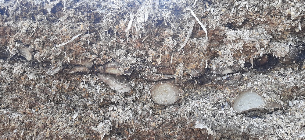 Snijvlak van de maiskuil van Vossebelt. De versnipperde voederbieten zijn duidelijk te zien.