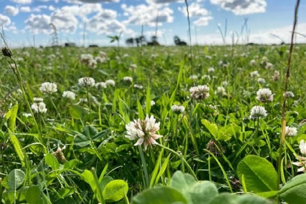 Opnieuw 300 hectare kruidenrijke grasland erbij door donateurs