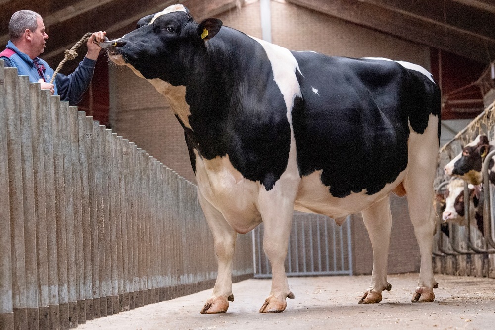 CRV-stieren bewijzen: efficiëntie gaat samen met levensduur en gezondheid