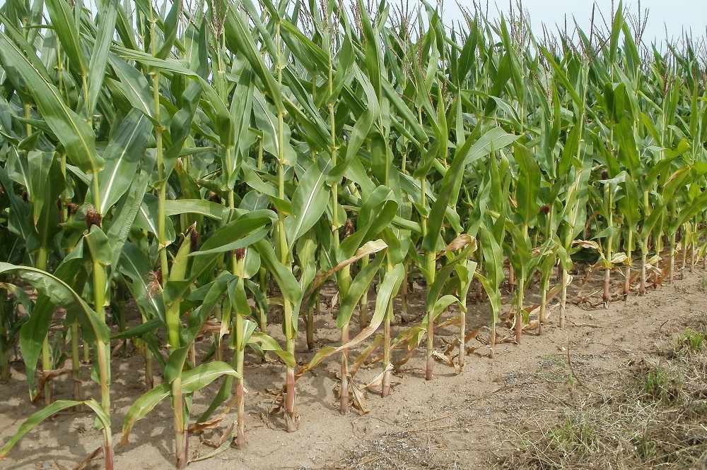 Groei mais in belangrijke mate bepaald door temperatuursom