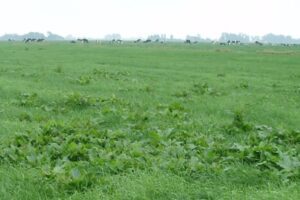 Geef gras de tijd om de vrijgekomen plek van het onkruid weer op te vullen, daar heeft u volgend voorjaar voordeel van