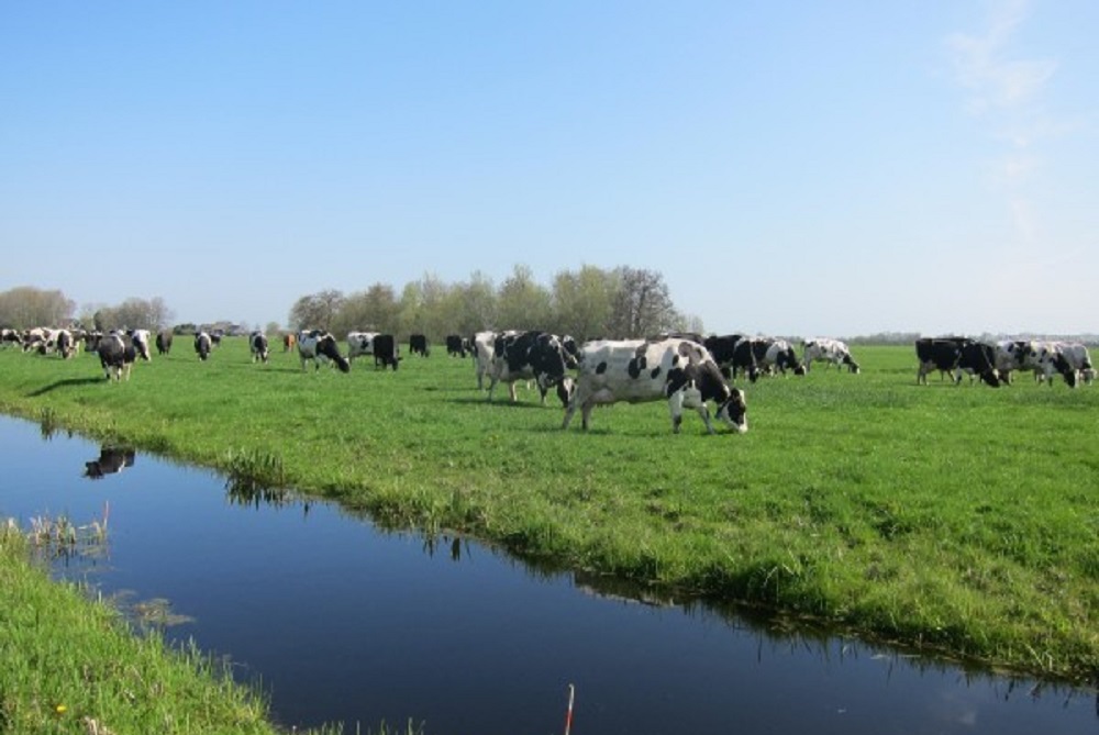 Eiwitgehalte raaigras lager via veredeling voor ammoniakemissie