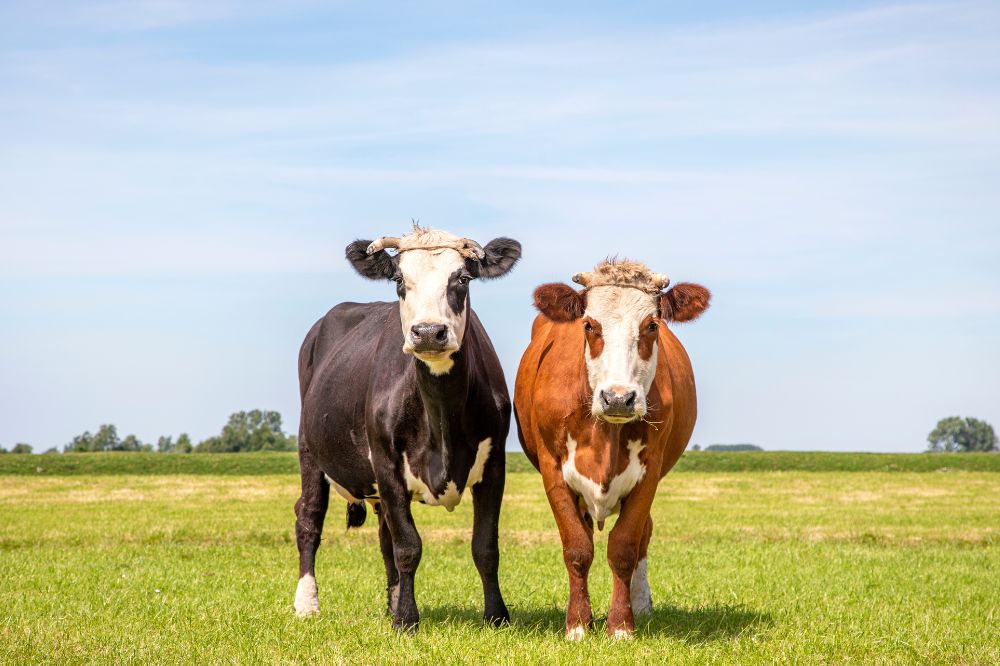 Exacte ontstaan Nederlandse uitbraak van blauwtong blijft onzeker