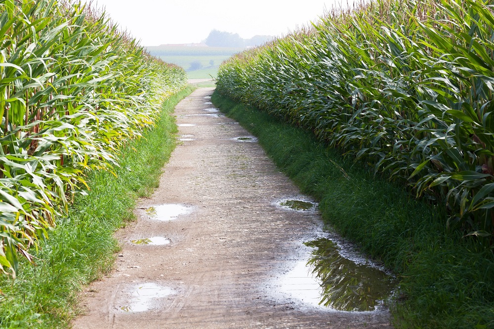 Veldbijeenkomst: duurzame mais, sorghum & kruidenrijk grasland