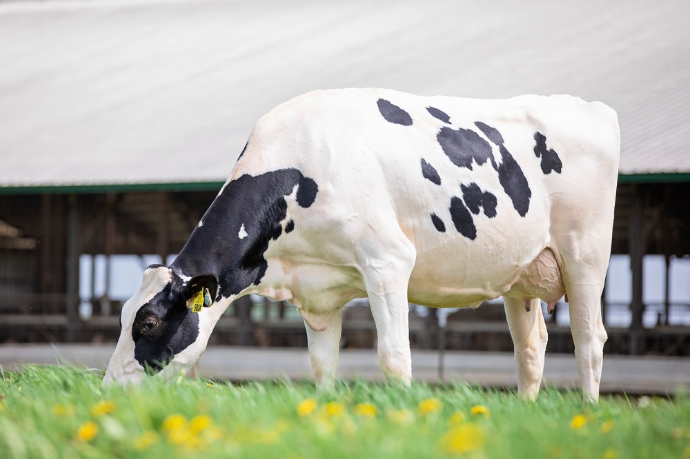 Op zoek naar kracht, breedte en balans? El Grande