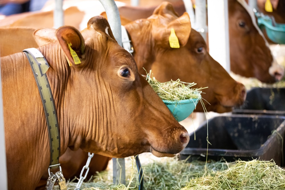 Kijk op de Koe past concept aan voor RMV Hardenberg