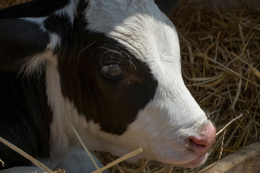 Terug naar het begin: de immuniteit van het kalf